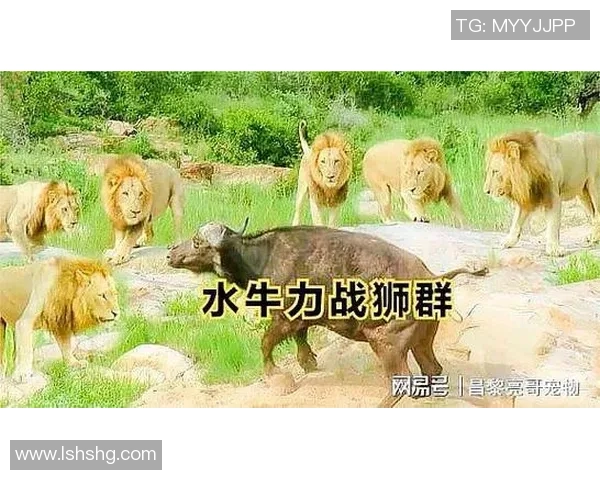 N龙勇士迎战河内水牛展开激烈较量争夺胜利荣耀与未来希望